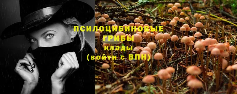 Псилоцибиновые грибы MAGIC MUSHROOMS  как найти закладки  Кириллов 