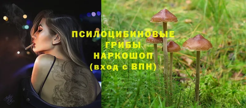 Галлюциногенные грибы Cubensis Кириллов